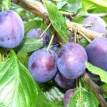 Plum Angelina Burdett MB Picture of Plum Angelina Burdett MB (4093)