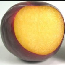 Plum Angelino MB Picture of Plum Angelino MB (4092)