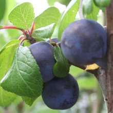 Plum Damson GQ Picture of Plum Damson GQ (28560)