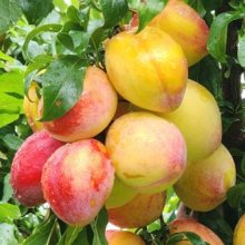Plum Dble Luisa/Hawera MB Picture of Plum Dble Luisa/Hawera MB (30251)