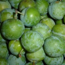 Plum Greengage MB Picture of Plum Greengage MB (4117)