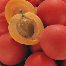 Plum Plumcot GQ Picture of Plum Plumcot GQ (28568)