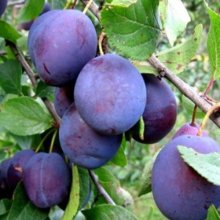 Plum Plumcot Spring Satin MB Picture of Plum Plumcot Spring Satin MB (7163)