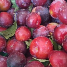 Plum Purple King MB Picture of Plum Purple King MB (4126)