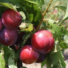 Plum Ruby Queen MB Picture of Plum Ruby Queen MB (6708)