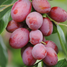 Plum Victoria MB Picture of Plum Victoria MB (30878)