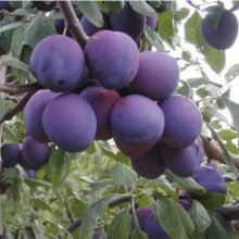 Plum Victory MB Picture of Plum Victory MB (4137)