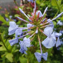 Plumbago Royal Cape Picture of Plumbago Royal Cape (4139)