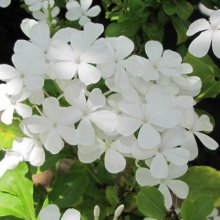 Picture of Plumbago White (8317)