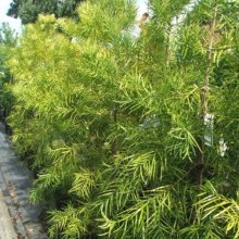 Picture of Podocarpus Gracilior Std (29361)