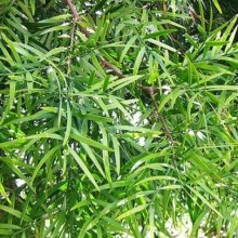 Podocarpus Gracilior Picture of Podocarpus Gracilior (4148)