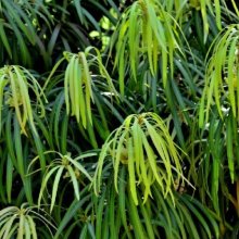 Podocarpus Henkelii Picture of Podocarpus Henkelii (4150)