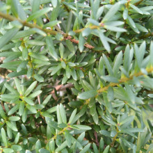 Picture of Podocarpus Matapouri Blue (4155)