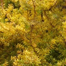Picture of Podocarpus Totara Aurea (4157)