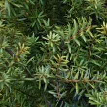 Picture of Podocarpus Totara (4156)