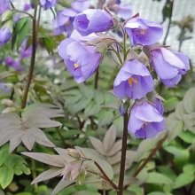 Polemonium Heaven Scent Picture of Polemonium Heaven Scent (28830)