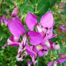 Picture of Polygala Dazzler (8006)