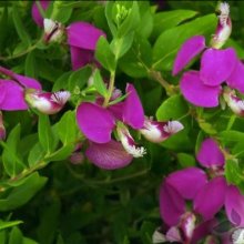 Picture of Polygala Grandiflora (4166)