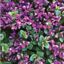 Picture of Polygala Little Bibi (10177)