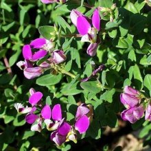 Picture of Polygala Petite Butterfly (8710)