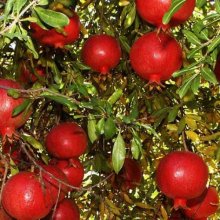 Pomegranate Wonderful Picture of Pomegranate Wonderful (6285)