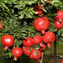 Pomegranate granatum Picture of Pomegranate granatum (9825)