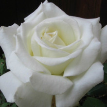 Pope John Paul II Std 80cm Single Bud-Rose Picture of Pope John Paul II Std 80cm Single Bud-Rose (31137)