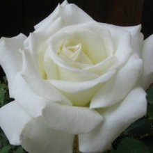 Pope John Paul II Std 80cm-Rose Picture of Pope John Paul II Std 80cm-Rose (11264)
