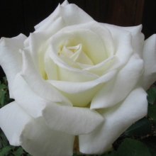 Pope John Paul II-Rose Picture of Pope John Paul II-Rose (7896)