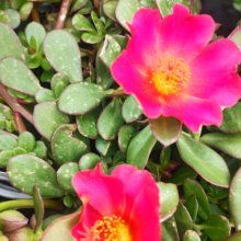 Portulaca Mega Dark Pink Picture of Portulaca Mega Dark Pink (29349)