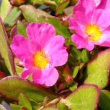 Portulaca Fuchsia Picture of Portulaca Fuchsia (29776)