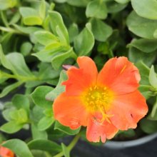 Picture of Portulaca Mega Orange (30810)
