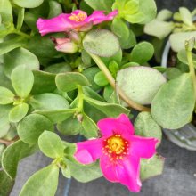 Picture of Portulaca Mega Purple (30811)