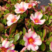 Portulaca Twist Pink Picture of Portulaca Twist Pink (30608)