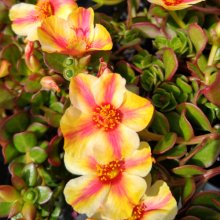 Portulaca Twist Red Picture of Portulaca Twist Red (30609)