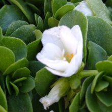 Portulaca White Picture of Portulaca White (30610)