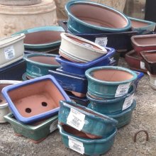 Pot Bonsai Assorted Picture of Pot Bonsai Assorted (30189)