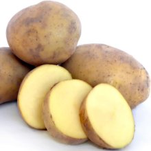 Potato Agria Picture of Potato Agria (6045)