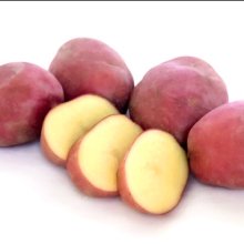 Potato Desiree Picture of Potato Desiree (4299)