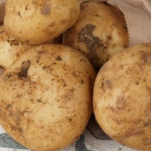 Picture of Potato Ilam Hardy (4300)