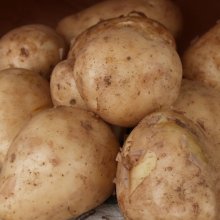 Picture of Potato Jersey Bennes (4301)