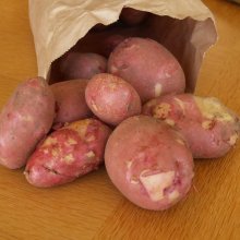 Potato Red King Picture of Potato Red King (4304)