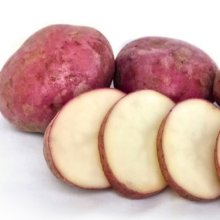 Potato Red Rascal Picture of Potato Red Rascal (6047)