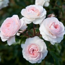 Powderpuff-Rose Picture of Powderpuff-Rose (11595)