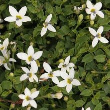 Pratia Macrodon Starlight Picture of Pratia Macrodon Starlight (7511)