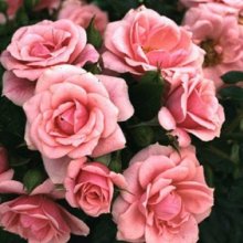 Pretty Polly Std 45cm-Rose Picture of Pretty Polly Std 45cm-Rose (4404)