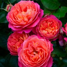 Pride Std 45 cm-Rose Picture of Pride Std 45 cm-Rose (31098)
