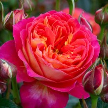 Pride Std 80 cm-Rose Picture of Pride Std 80 cm-Rose (31099)