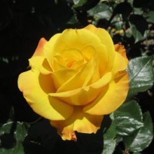 Pride of Palmy-Rose Picture of Pride of Palmy-Rose (30095)