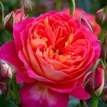 Pride-Rose Picture of Pride-Rose (30894)